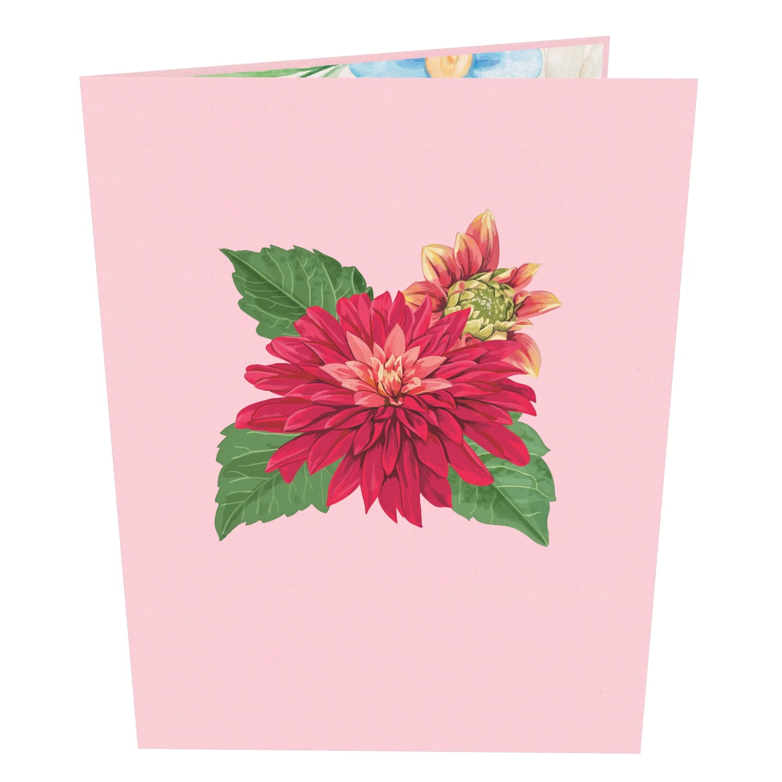 everpop 3D pop-up Spring Aster card – front cover