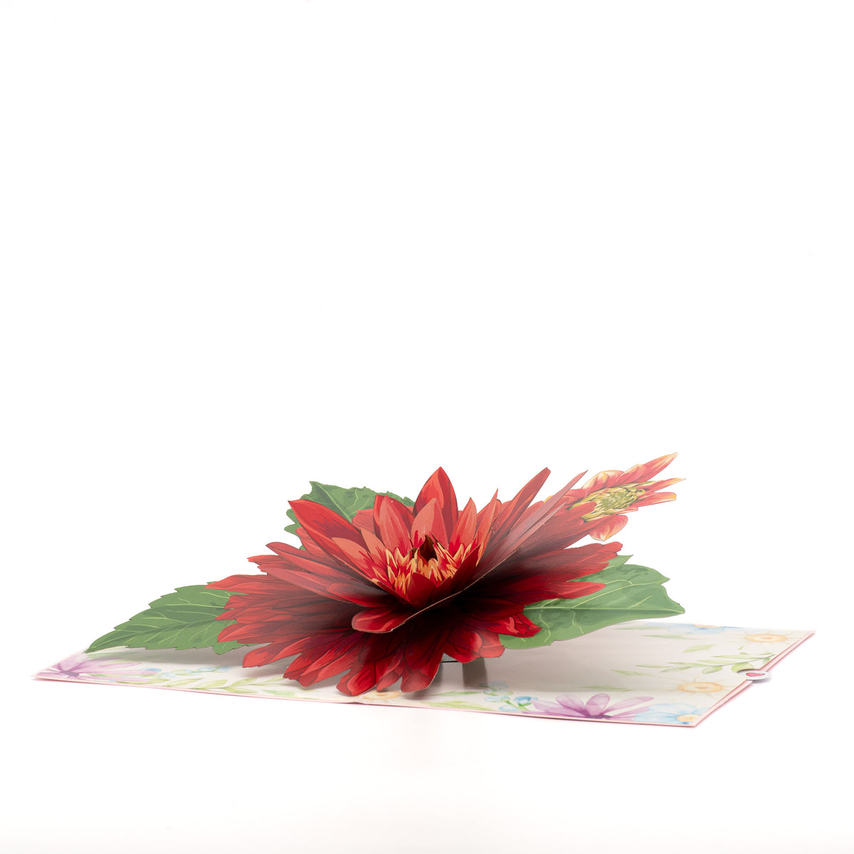 Spring Aster 3D pop-up card angle view: red aster pop-up on a daisy watercolor base, everpop