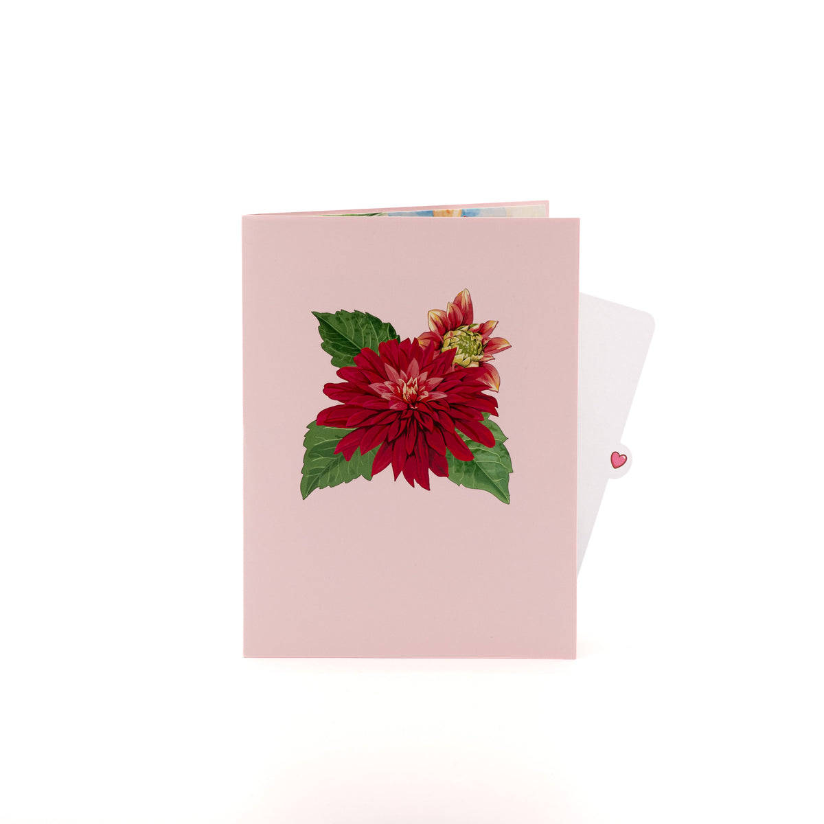 Spring Aster 3D pop-up card closed — card only, pink cover with red aster flower and leaves, everpop