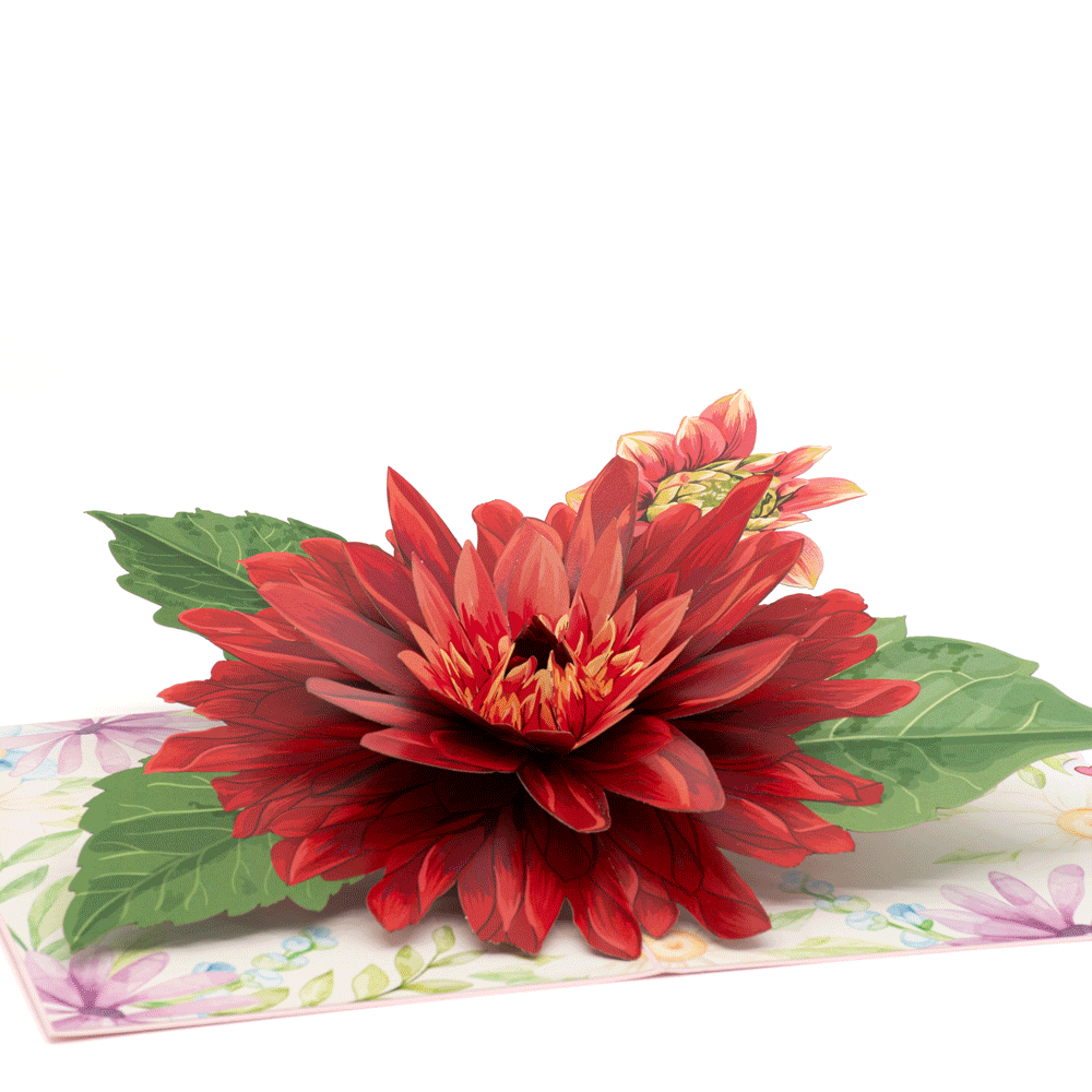 Spring Aster 3D pop-up atvirukas